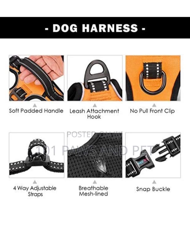 Harness Available for Small Dogs · Photo 3