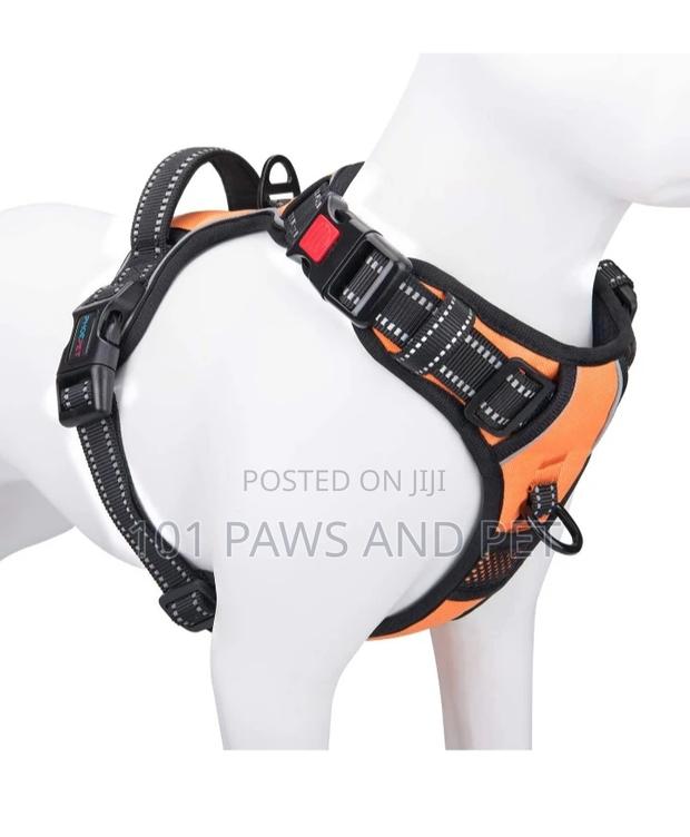 Harness Available for Small Dogs · Photo 2