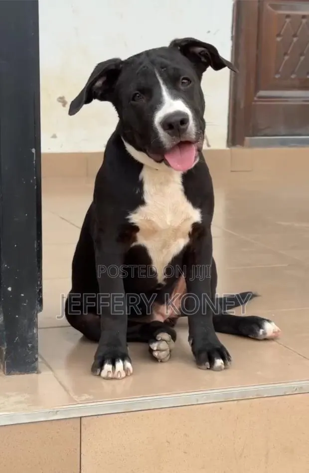 3-6 months Female Purebred American Pit Bull Terrier · Photo 1