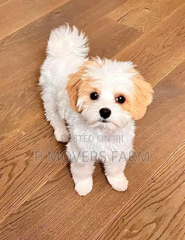 1-3 months Male Purebred Poodle · Photo 1