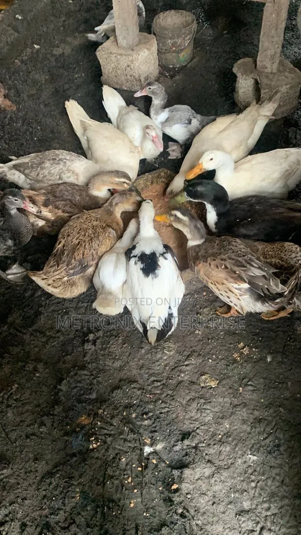 Duck Meat,2kg · Photo 2
