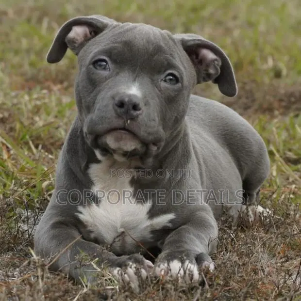 1-3 months Male Purebred American Pit Bull Terrier · Photo 1