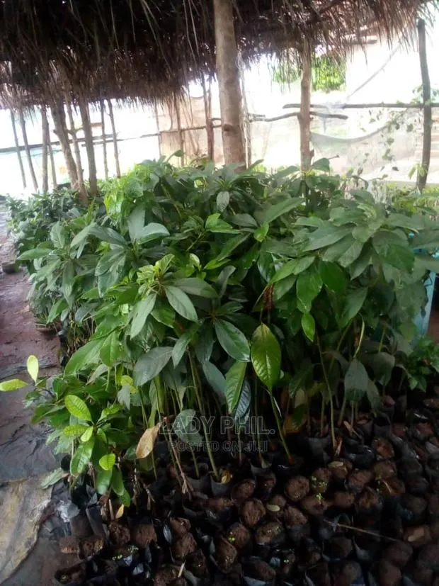 Quality Grafted N Ungrafted Hass,Nkuto N Hybrid Pear Seedlin · Photo 1