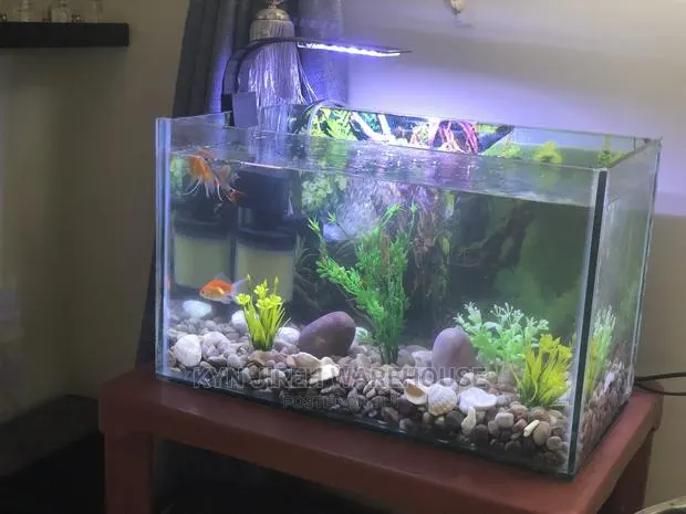 Tabletop Aquarium Setup With 5 Fishes · Photo 1