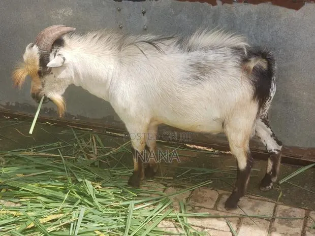 Goats for Sale and Crossing · Photo 2