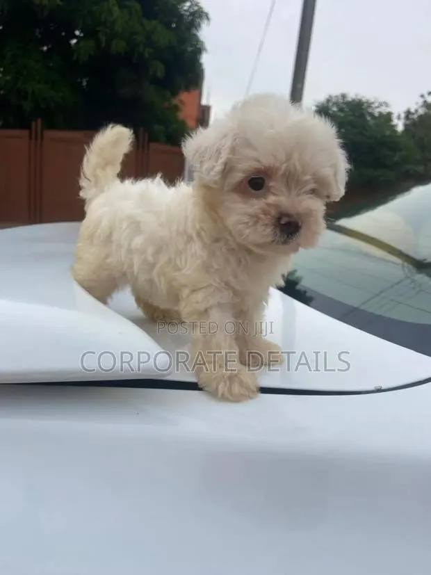 1-3 months Male Purebred Maltese · Photo 1