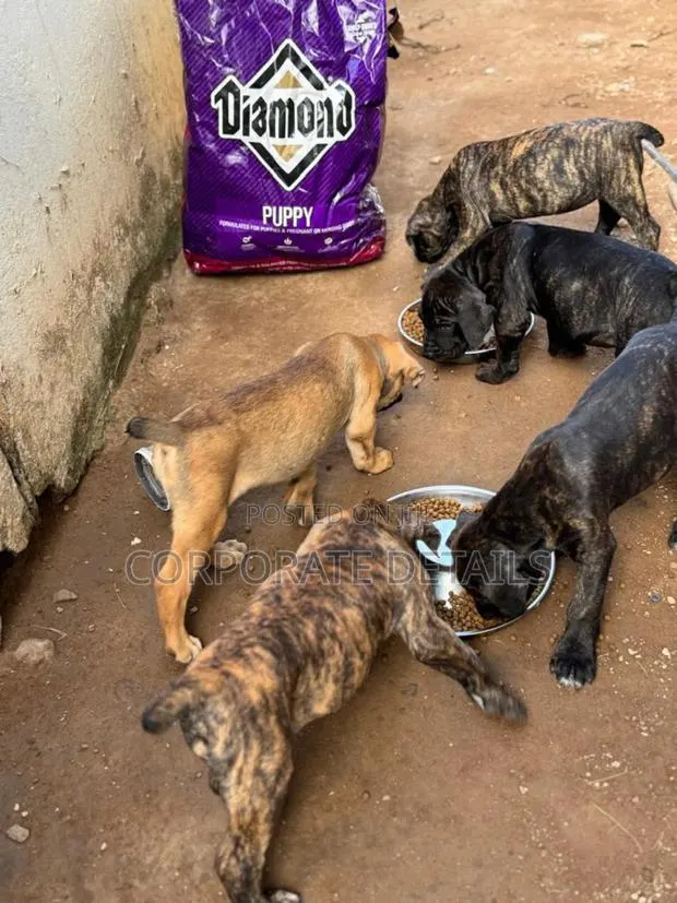 1-3 months Male Purebred Boerboel · Photo 1