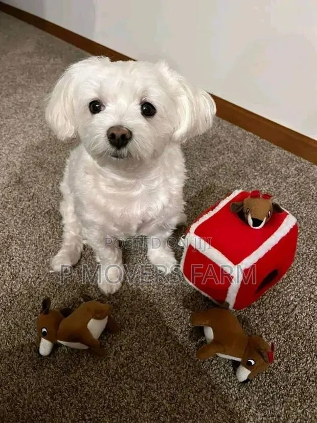 1-3 months Male Purebred Maltese · Photo 1