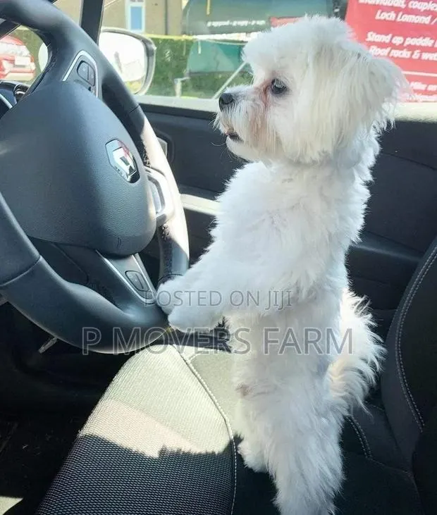 1-3 months Male Purebred Maltese · Photo 1