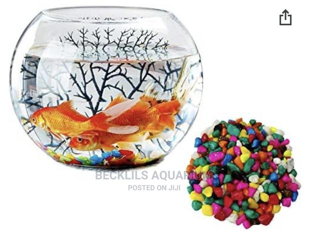 Glass Bowls N Fish · Photo 2