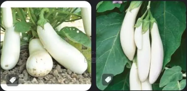 White Star Egg Plant Seedlings · Photo 1