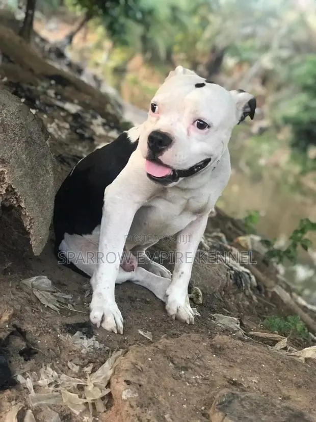 1+ year Male Purebred American Pit Bull Terrier · Photo 1