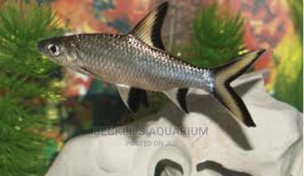 Silver Sharks · Photo 1