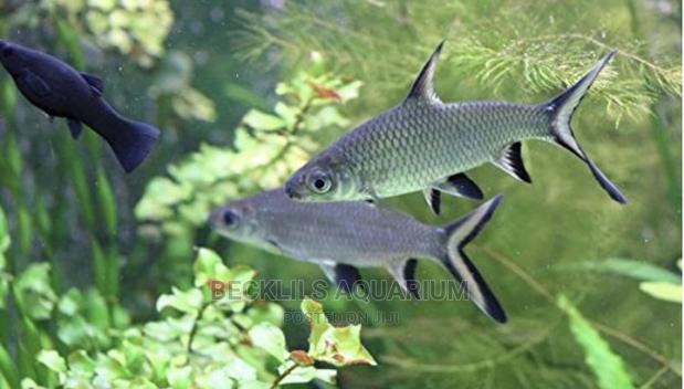 Silver Sharks · Photo 2