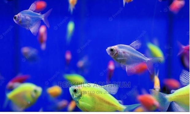 Tetra Fish · Photo 2