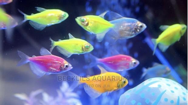 Tetra Fish · Photo 1