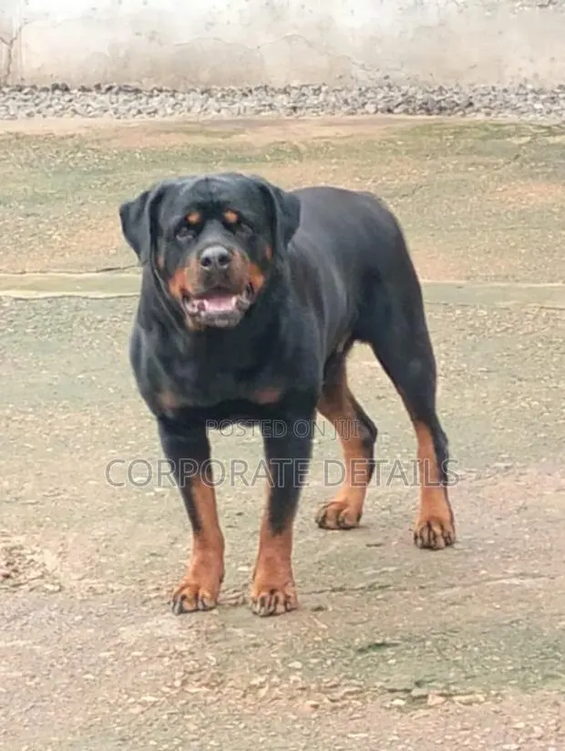 1+ year Female Purebred Rottweiler · Photo 1