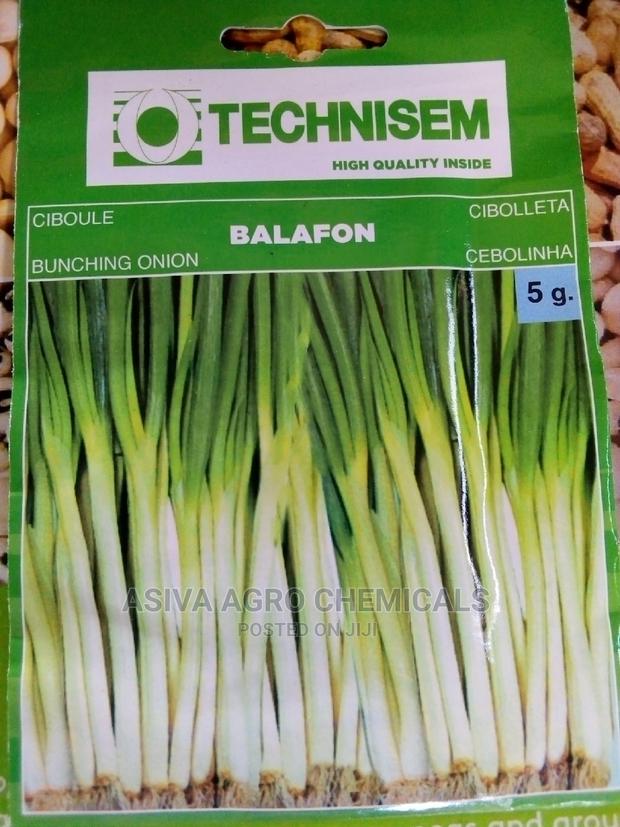 Vegetable Seeds · Photo 4