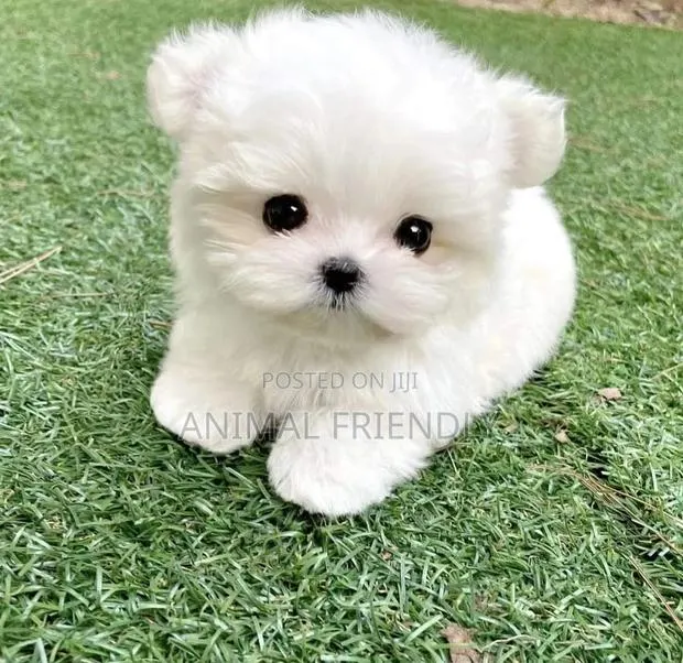 1-3 months Male Purebred Lhasa Apso · Photo 1