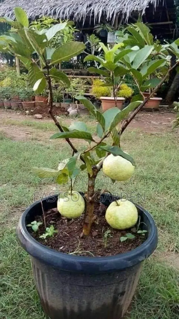 Jumbo Guava Seedlings · Photo 3
