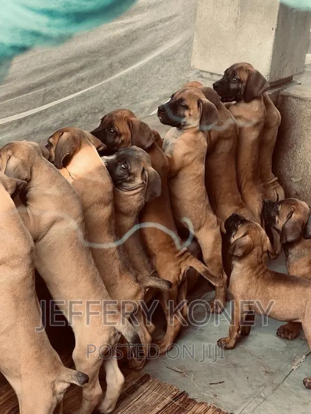1-3 months Male Purebred Boerboel · Photo 1