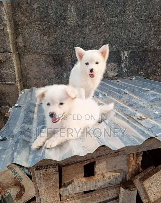 1-3 months Female Purebred American Eskimo · Photo 1