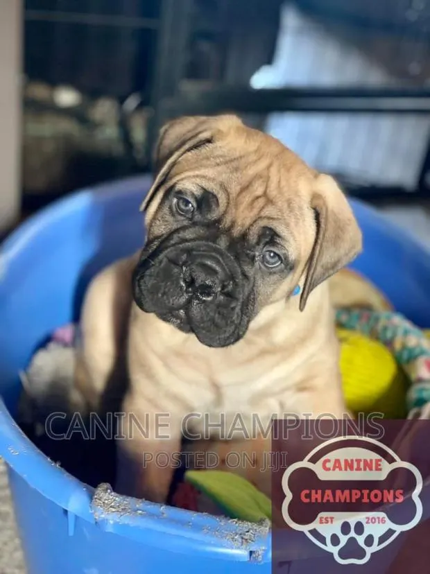 1-3 months Male Purebred Bullmastiff · Photo 1