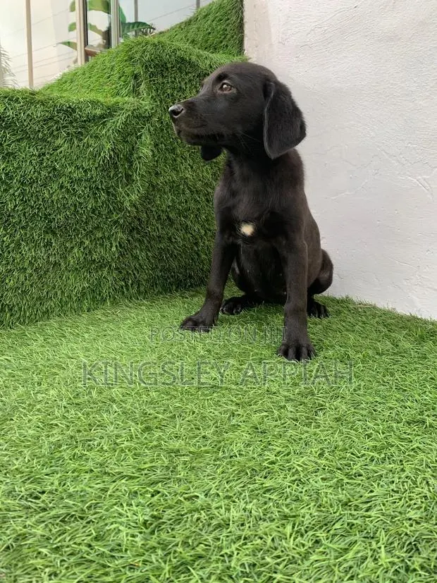 1-3 months Female Purebred Labrador Retriever · Photo 1