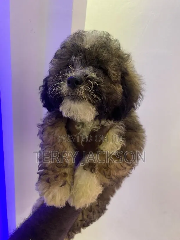 1-3 months Female Purebred Maltese · Photo 1