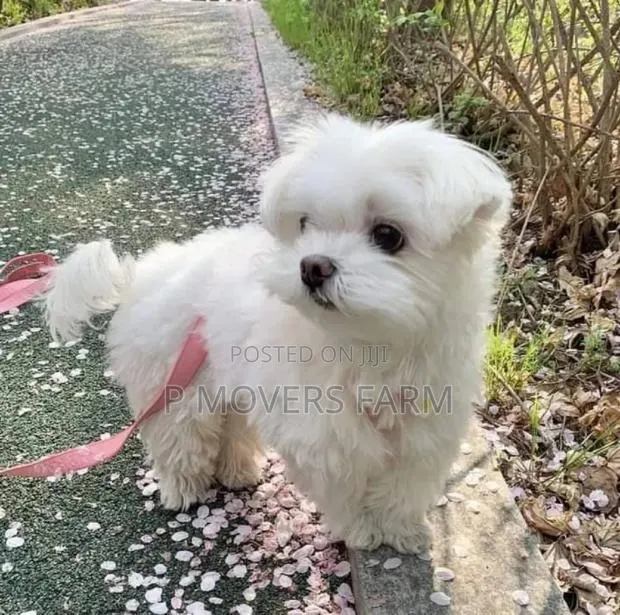 1-3 months Male Purebred Maltese · Photo 1