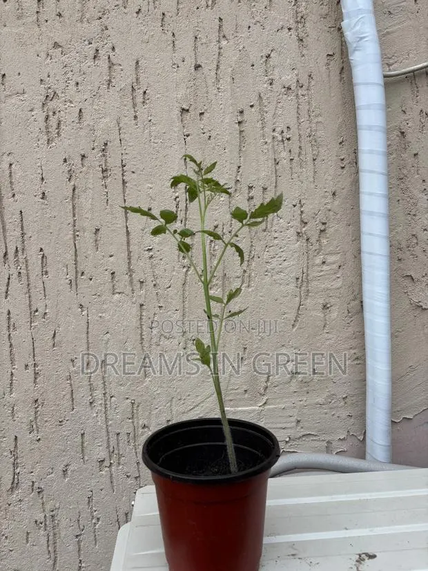 Foreign Tomato Seedlings · Photo 1