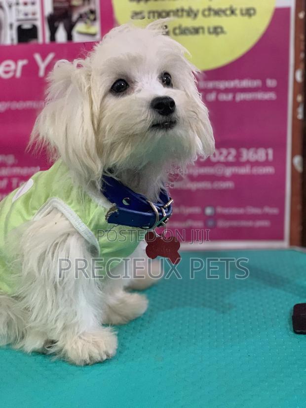 Monthly Grooming Services for Toy Dogs · Photo 3