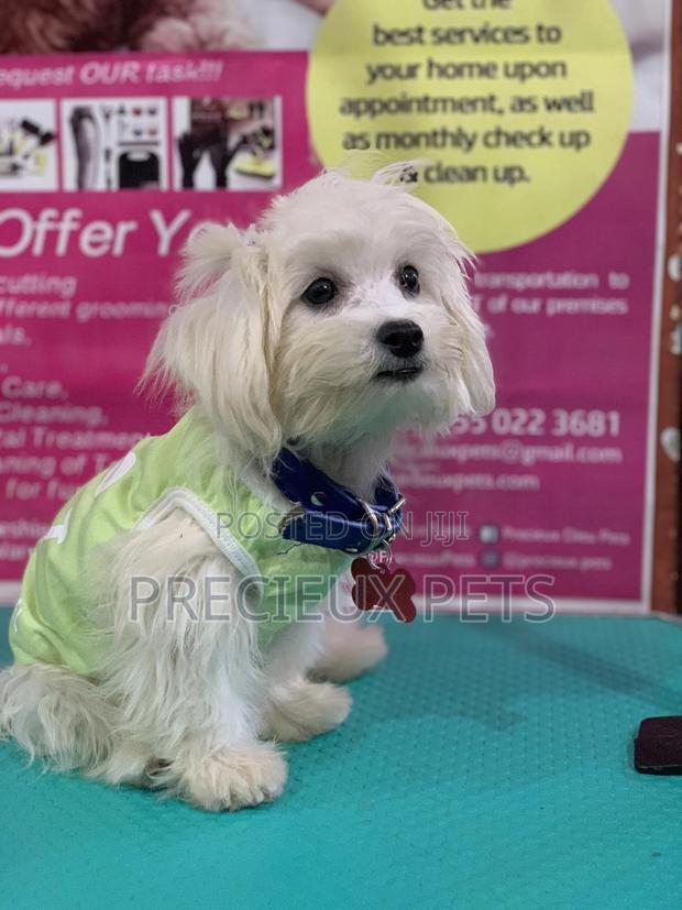 Monthly Grooming Services for Toy Dogs · Photo 2