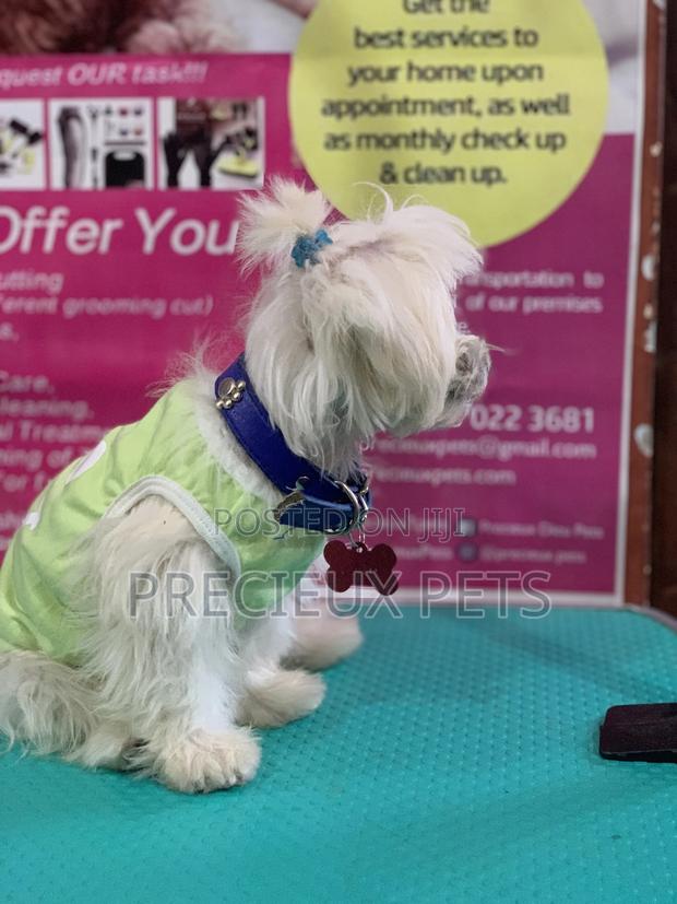 Monthly Grooming Services for Toy Dogs · Photo 1