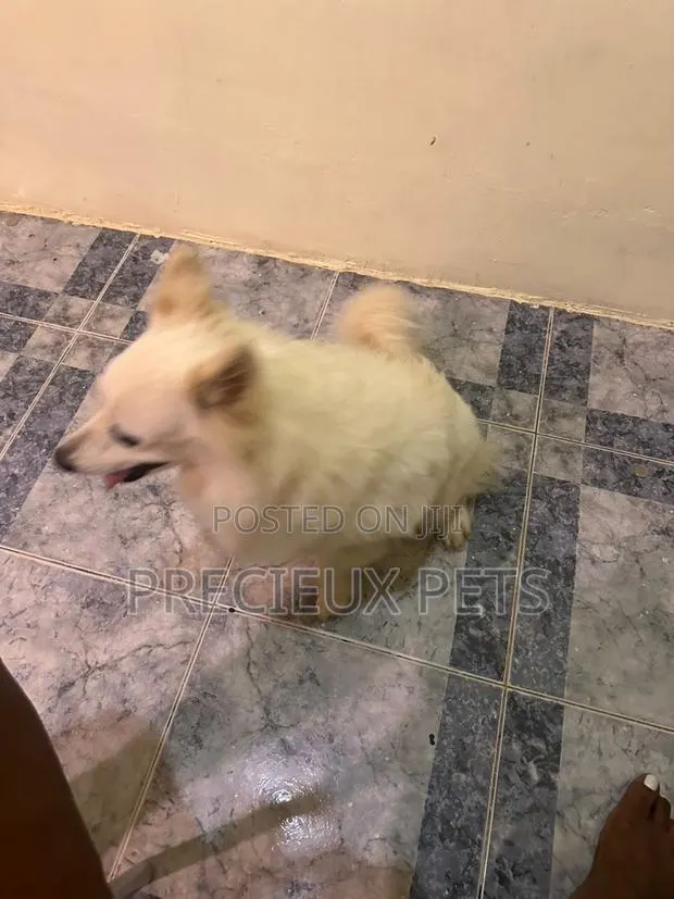 1+ year Female Purebred Japanese Spitz · Photo 1