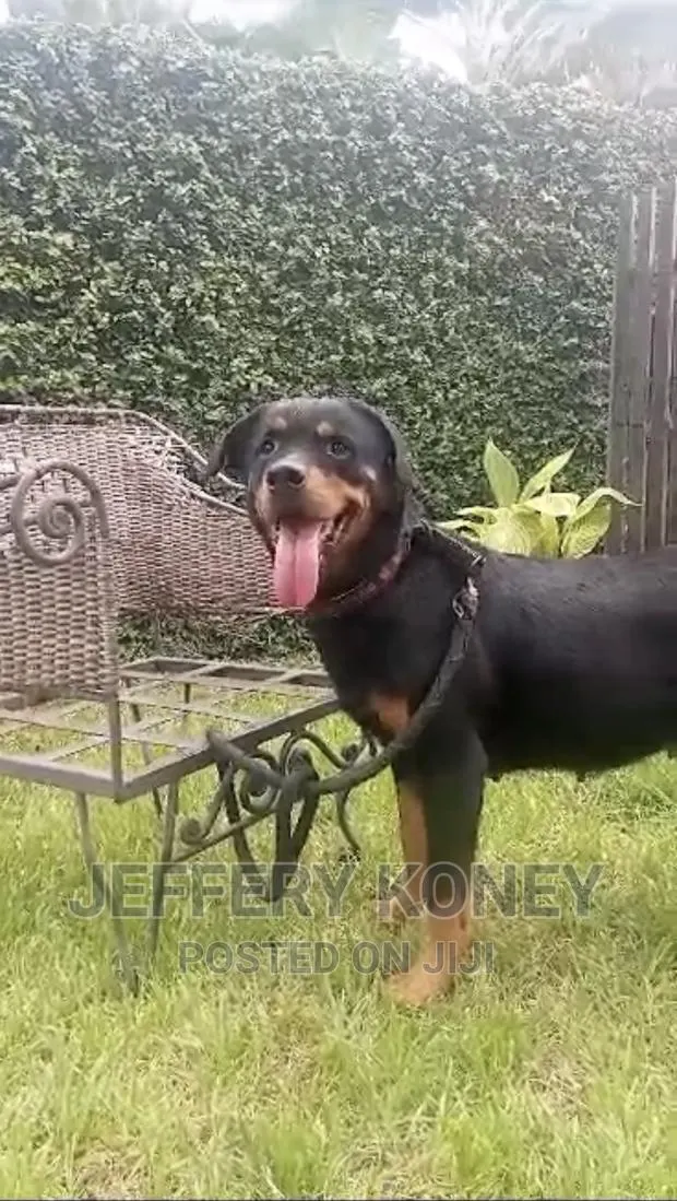 1+ year Female Purebred Rottweiler · Photo 1