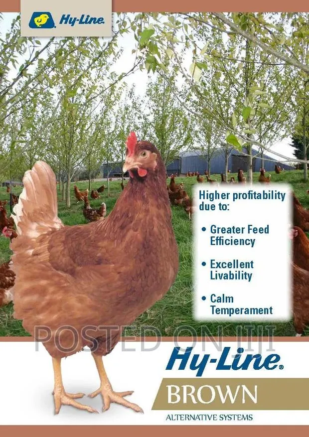 Dayold Chicks (Hyline White Brown) · Photo 1
