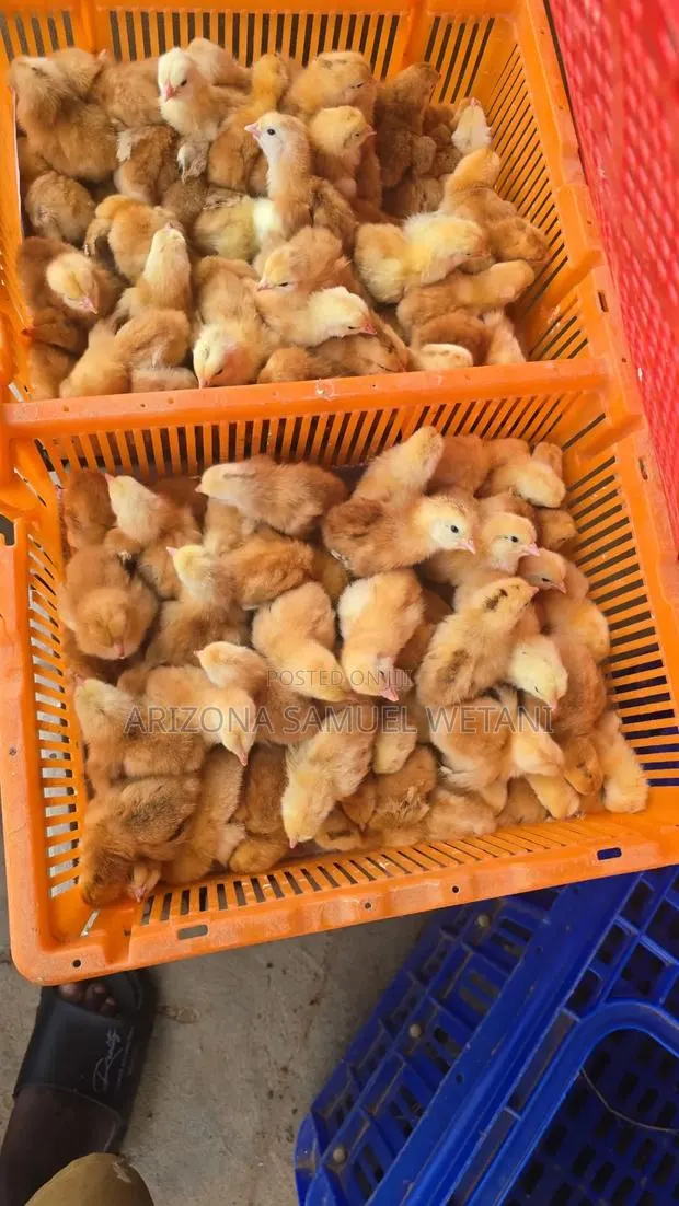Day Old Layers and Broilers (Lohman) · Photo 1