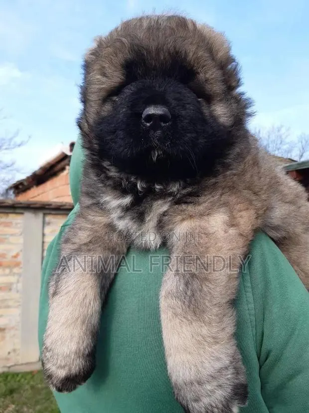 1-3 months Female Purebred Caucasian Shepherd · Photo 1