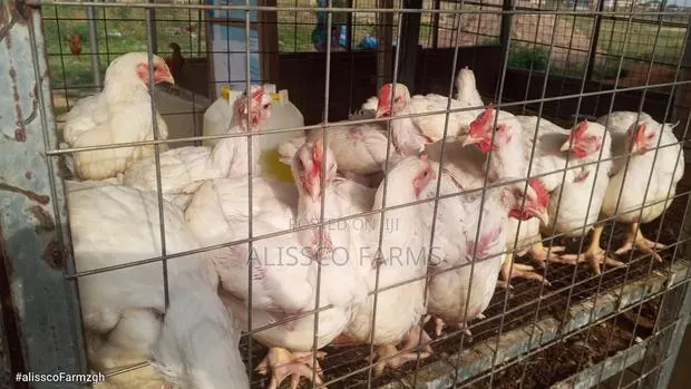 8-10 Weeks Broilers