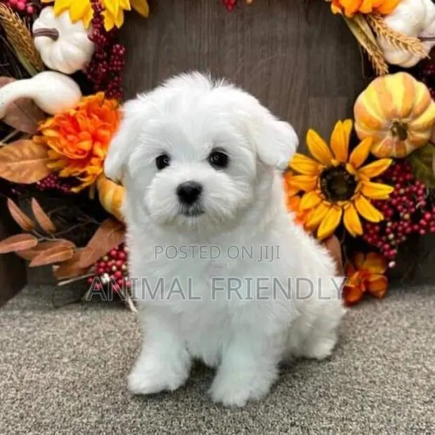 1-3 months Female Purebred Poodle · Photo 1