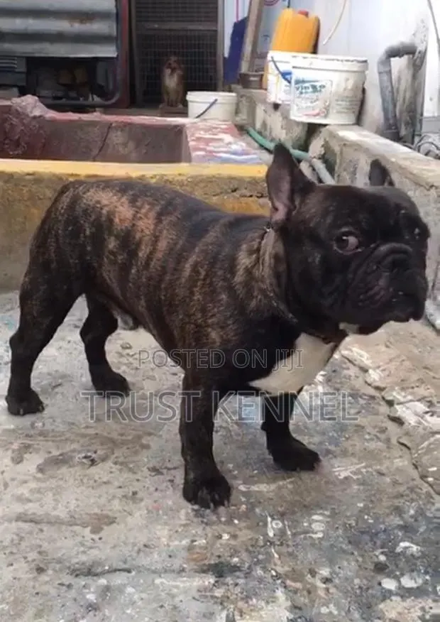 1-3 months Female Purebred French Bulldog · Photo 1