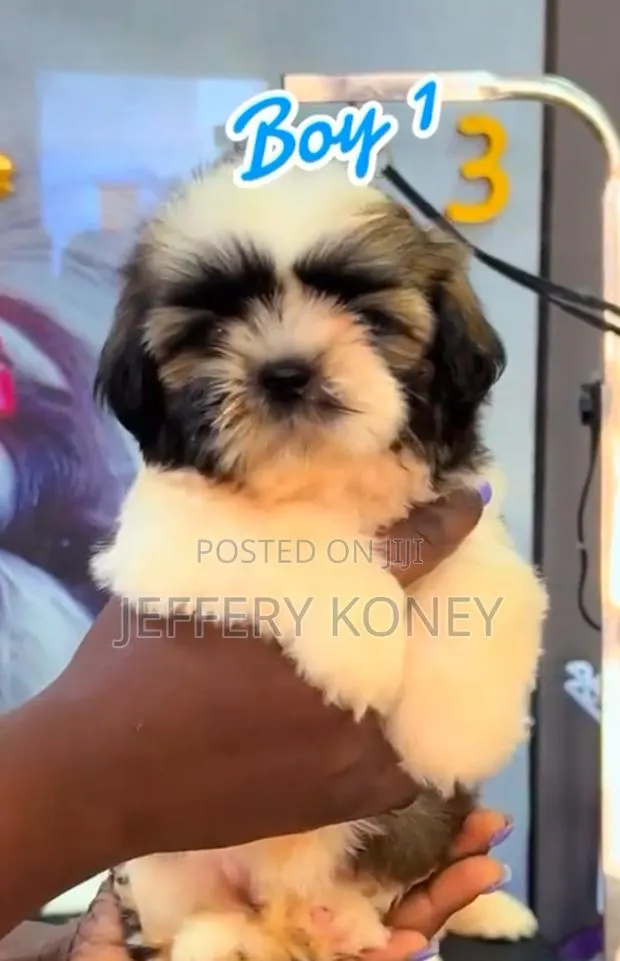 1-3 months Female Purebred Shih Tzu · Photo 1