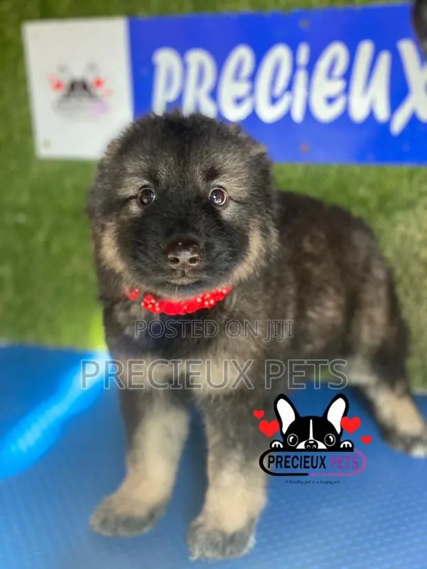 1-3 months Female Purebred Caucasian Shepherd · Photo 1
