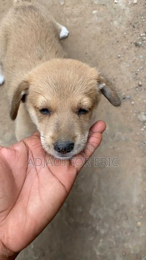 0-1 month Male Mixed Breed Dog · Photo 3