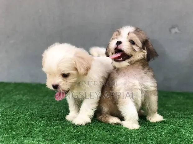 1-3 months Female Purebred Poodle · Photo 1