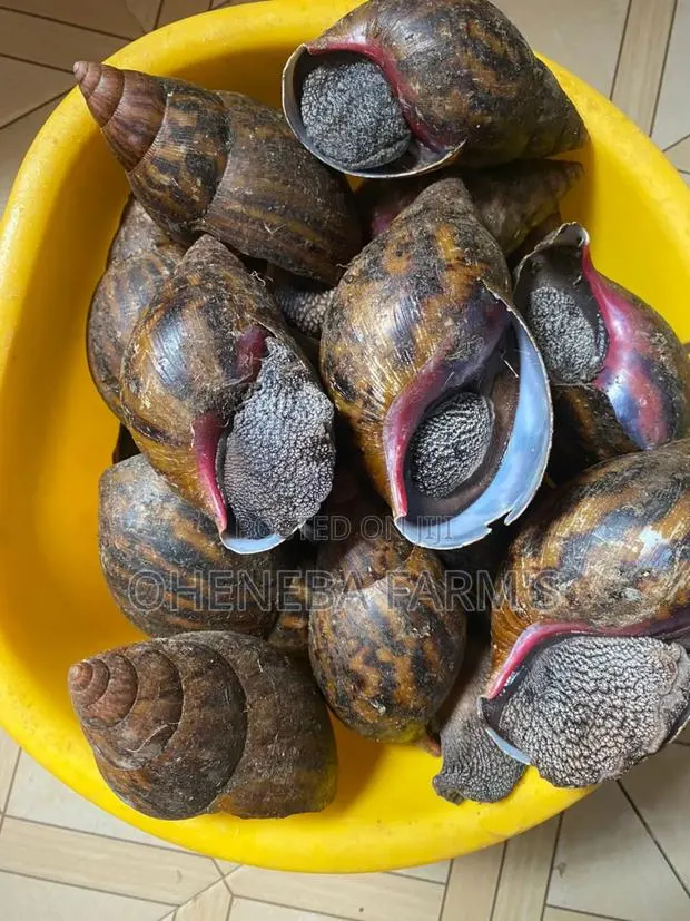 Medium Size Snails · Photo 1