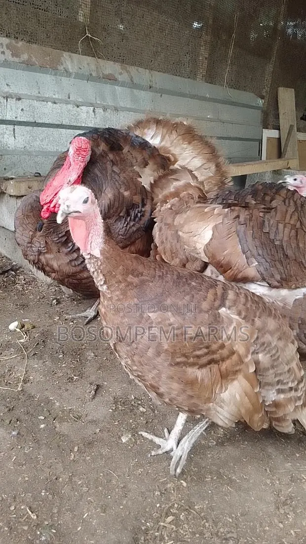 Bourbon Red Turkeys Available · Photo 1