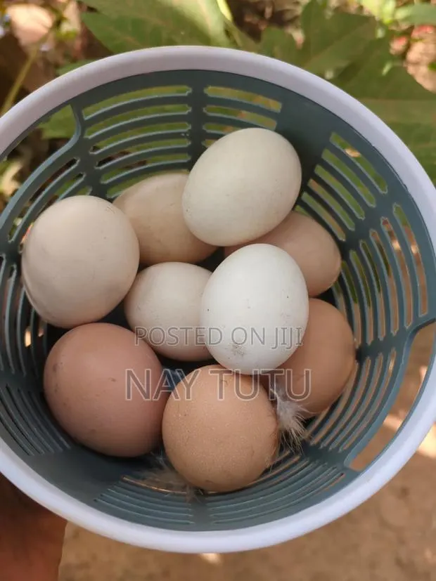 Local Chicken Eggs Fertile · Photo 1