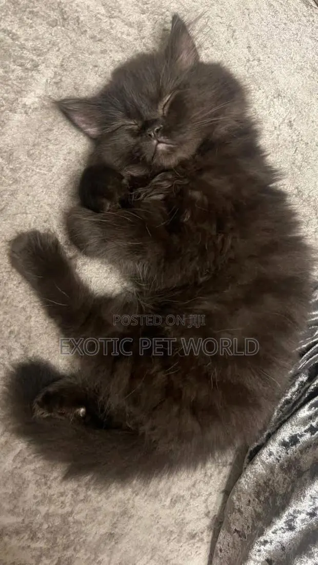 1-3 months Male Purebred Persian · Photo 1